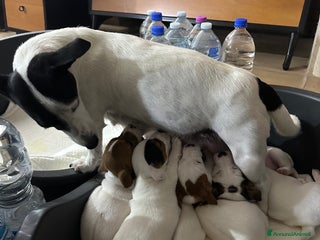 Jack Russell cani Jack Russel Terrier di Razza Neri, tricolori - Annuncio 1