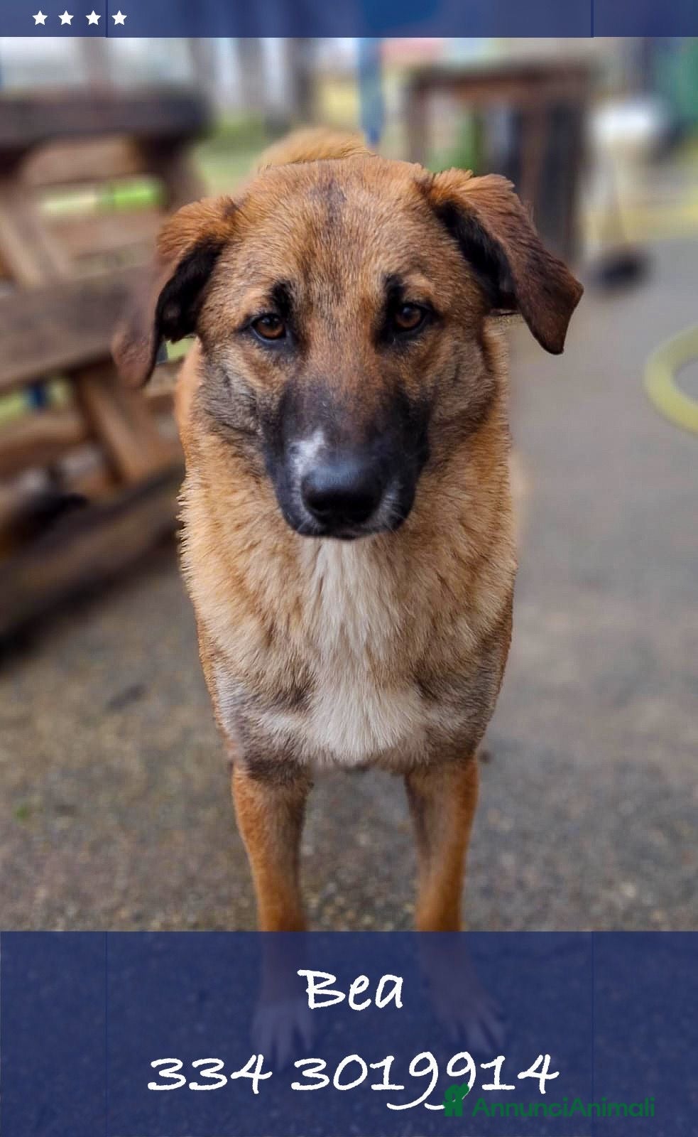 Meticcio cani BEA 🩷 - gettata nell’immondizia appena nata 😢 - Annuncio 12