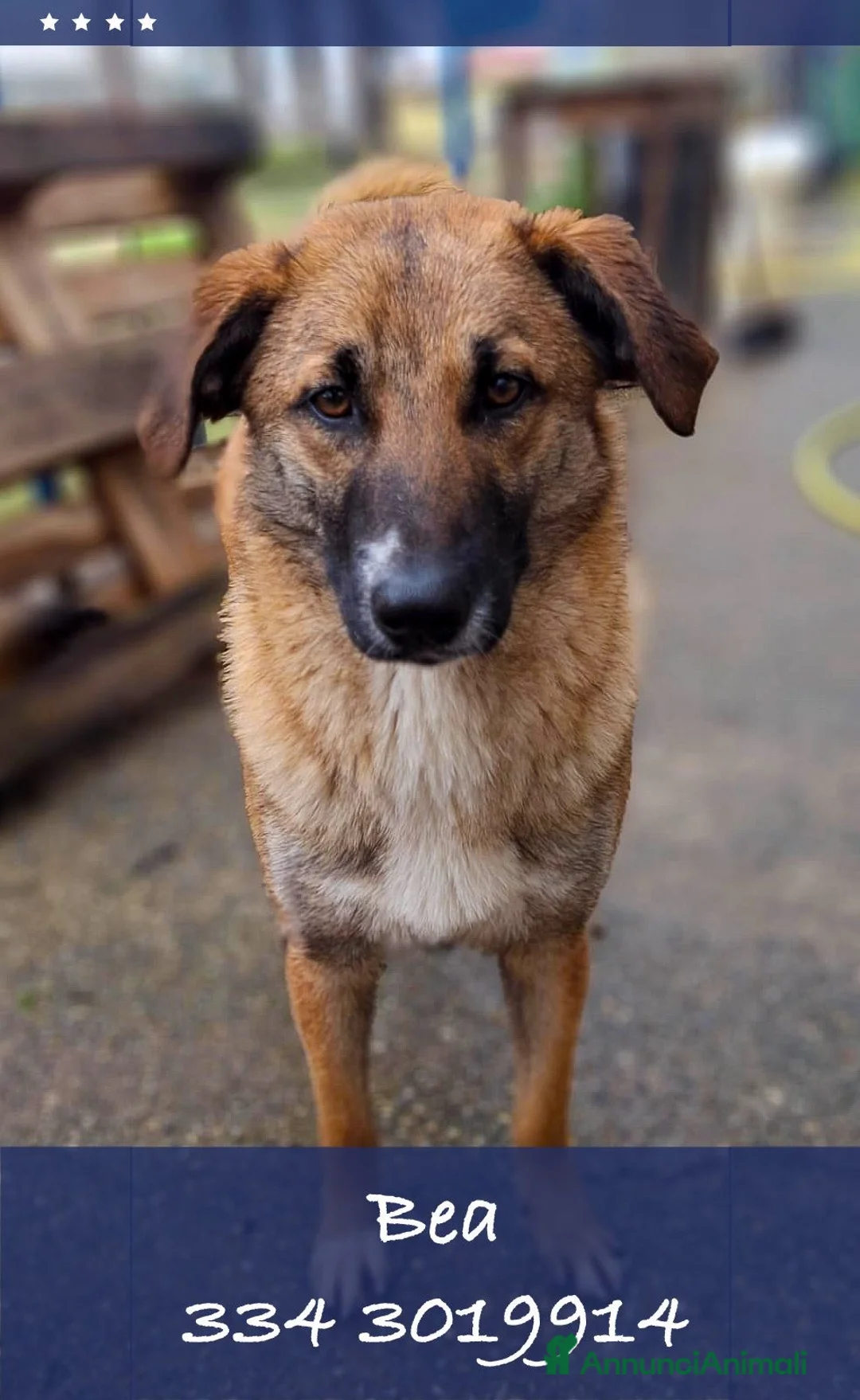 Meticcio cani in regalo: BEA 🩷 - gettata nell’immondizia appena nata 😢 - Annuncio 1