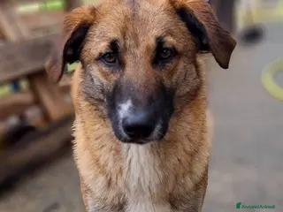 Meticcio cani BEA 🩷 - gettata nell’immondizia appena nata 😢 - Annuncio 12