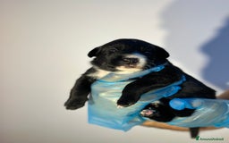 Altre razze cani in regalo: 🆘 CUCCIOLI CERCANO CASA  - Immagine 5