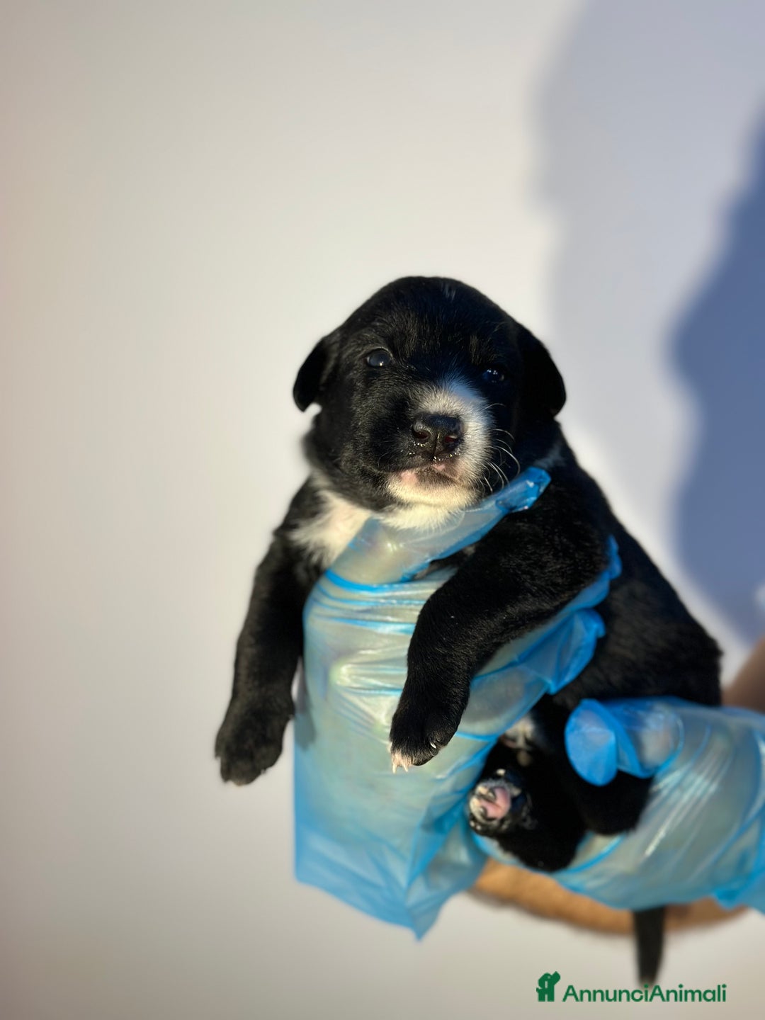 Altre razze cani in regalo: 🆘 CUCCIOLI CERCANO CASA  - Immagine 5