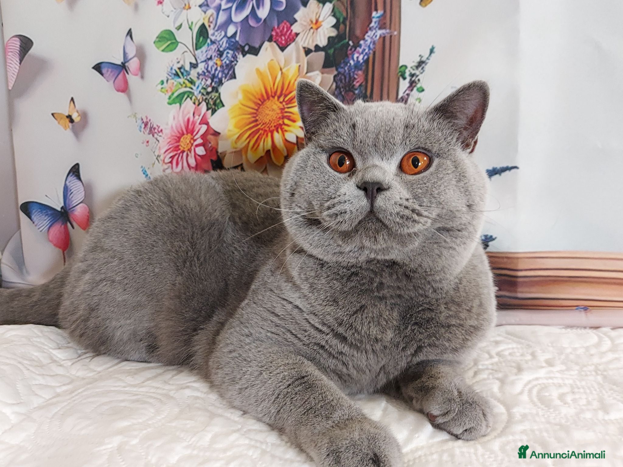 British gatti BRITISH SHORTHAIR ROBYN  - Annuncio 7