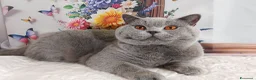 British gatti in vendita: BRITISH SHORTHAIR ROBYN  - Annuncio 1