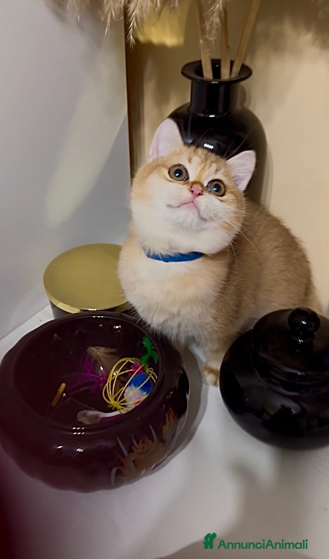 British gatti in vendita: Cucciolo british golden con pedigree  - Annuncio 6