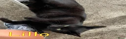 Europeo gatti in regalo: LILLO DOLCISSIMO  MICETTO NERO - Annuncio 1