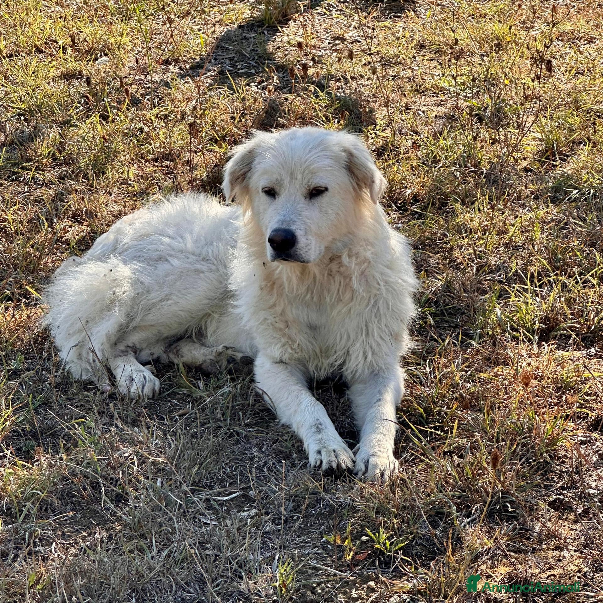 Altre razze cani Bruno - Annuncio 21
