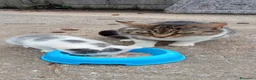 Meticcio gatti in regalo: Gattine a Provincia di Treviso - Annuncio 2