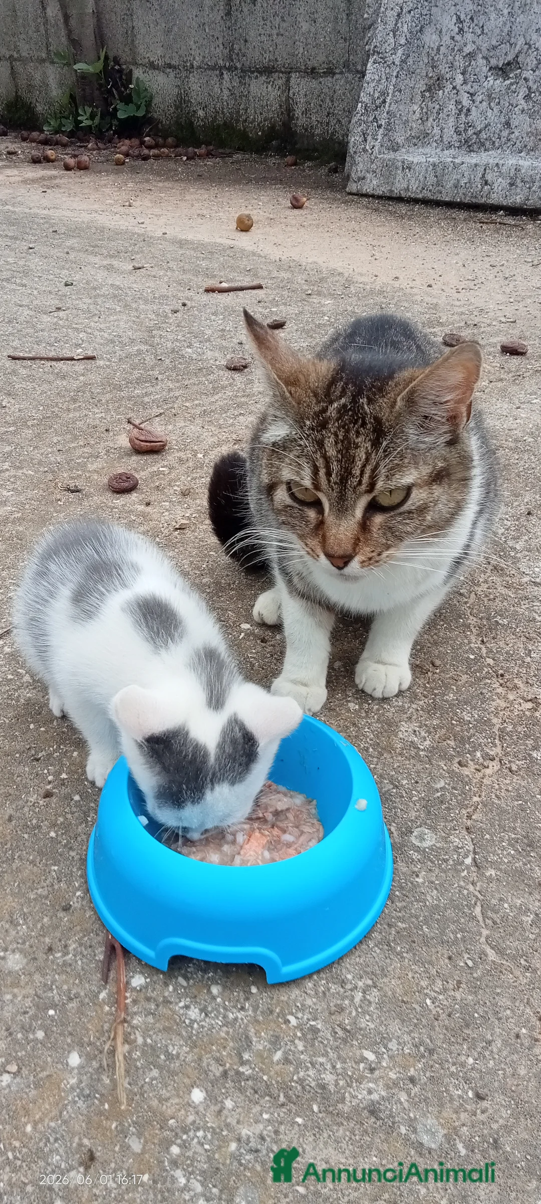 Meticcio gatti in regalo: Gattine a Provincia di Treviso - Annuncio 2
