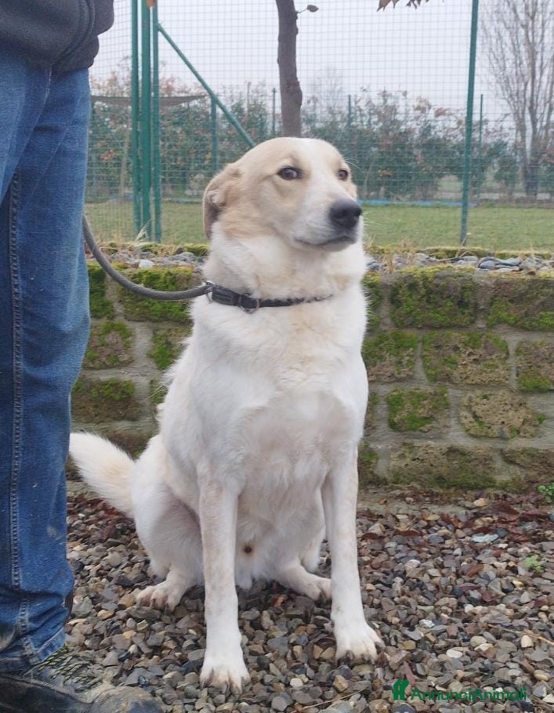 Meticcio cani in regalo: Bob cerca casa  - Annuncio 9