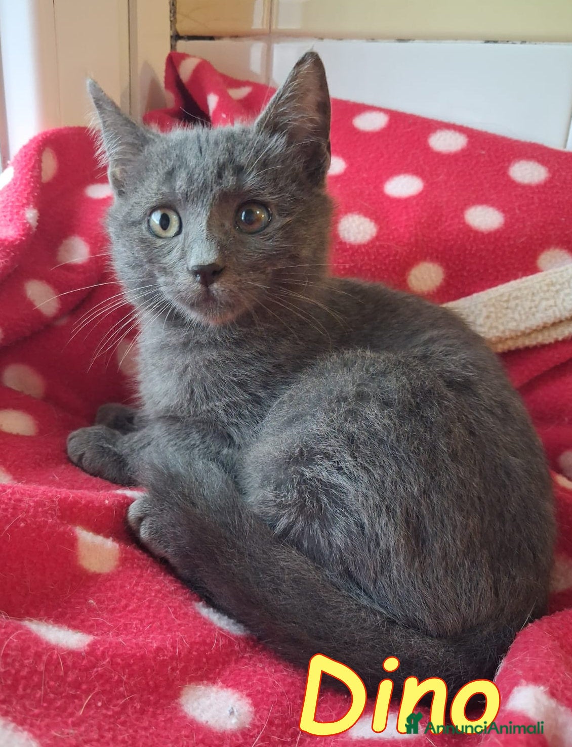 Certosino gatti DINO GATTINO SIMILCERTOSINO A PELO SEMILUNGO - Annuncio 13