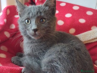 Certosino gatti DINO GATTINO SIMILCERTOSINO A PELO SEMILUNGO - Annuncio 1