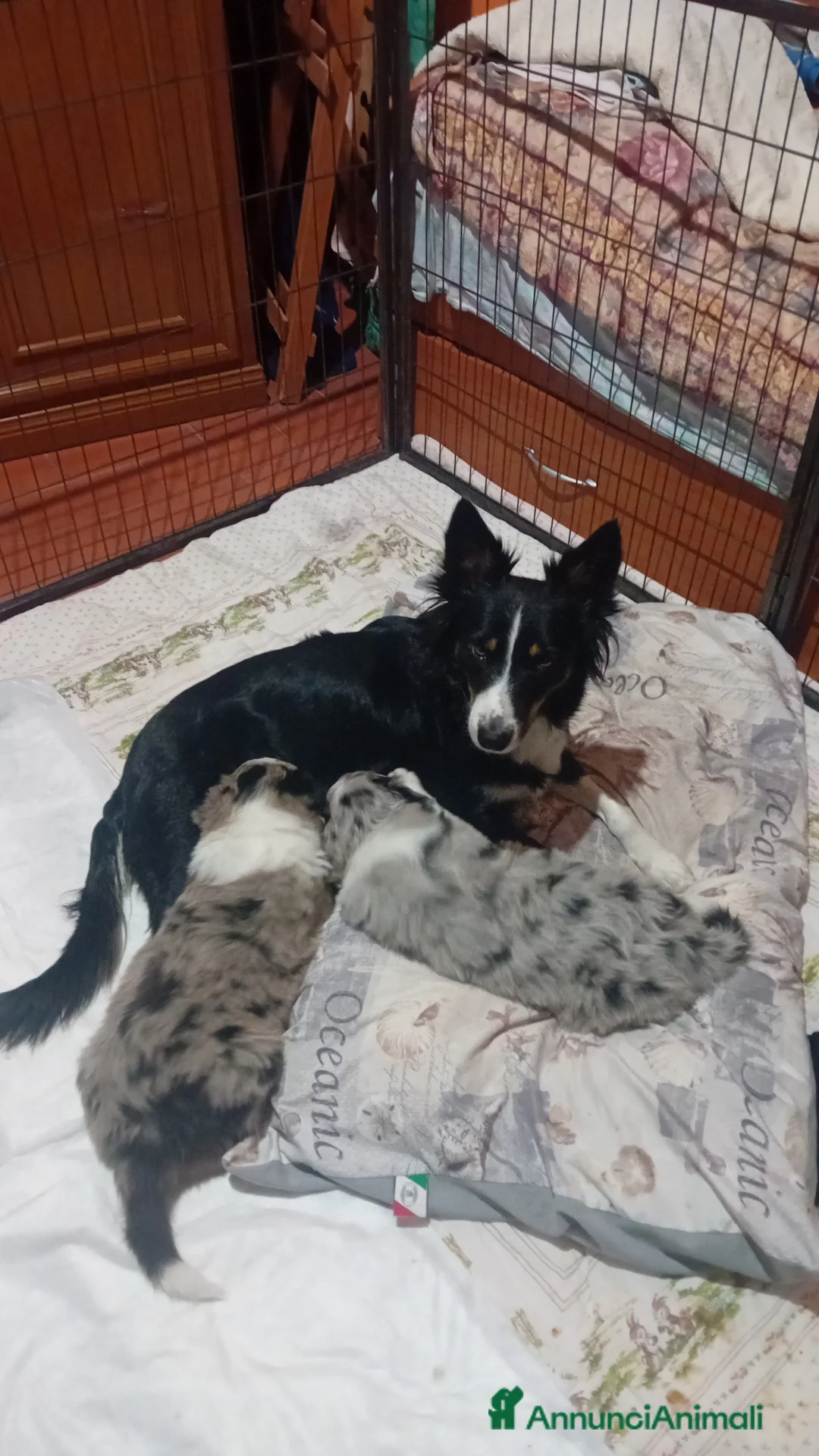 Border Collie cani in vendita: Cuccioli di Border Collie  - Annuncio 1