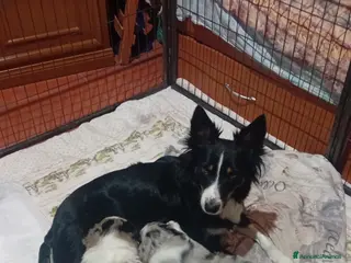 Border Collie cani Cuccioli di Border Collie - Annuncio 4