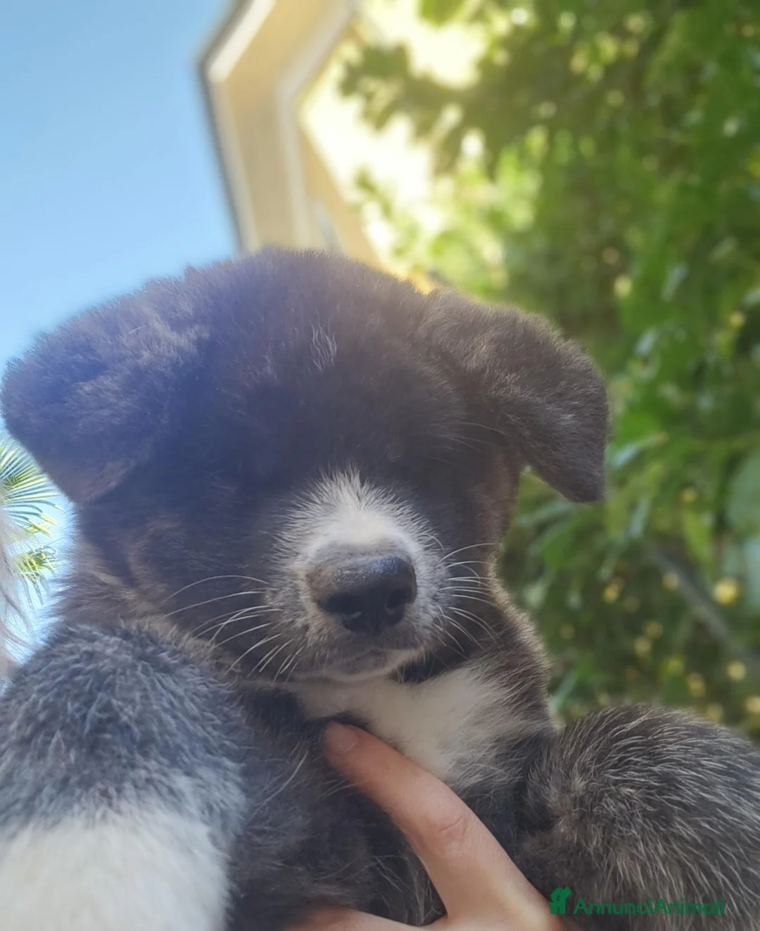 Akita Inu cani in vendita: Akita inu maschio  a Provincia di Como - Annuncio 2