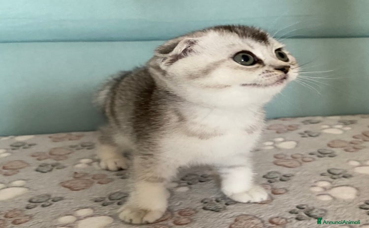 Scottish gatti a Villafranca di Verona - Annuncio 5
