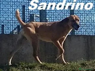 Meticcio cani SANDRINO un bravo simpaticone - Annuncio 25