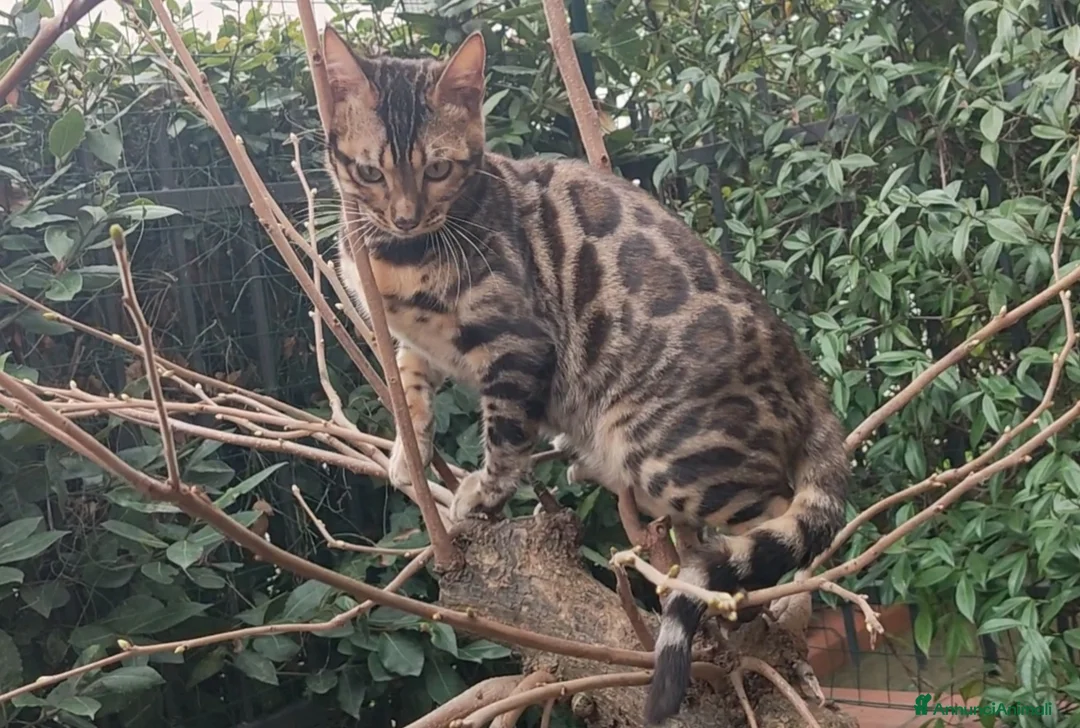 Bengala gatti in vendita: Dolcissima gattina Bengala  - Annuncio 2