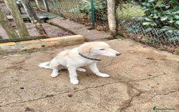 Pastore Maremmano cani in regalo: Splendido diamante! - Immagine 3