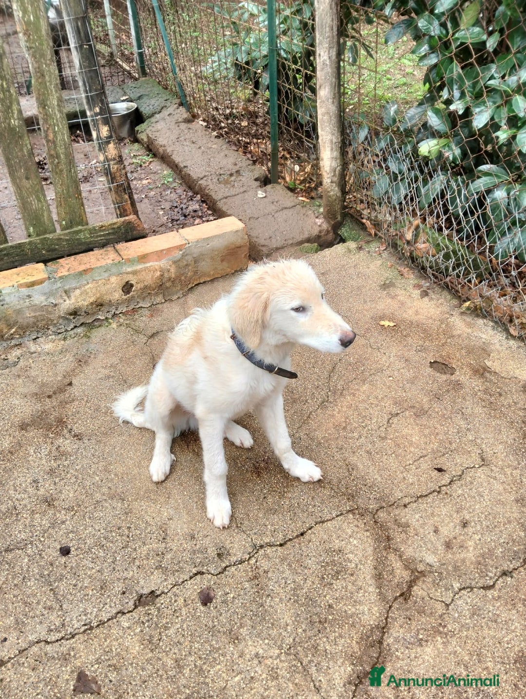 Pastore Maremmano cani in regalo: Splendido diamante! - Annuncio 3