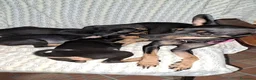 Pinscher Miniatura cani in vendita: Cane Pinscher a Libero consorzio comunale di Trapani - Annuncio 2
