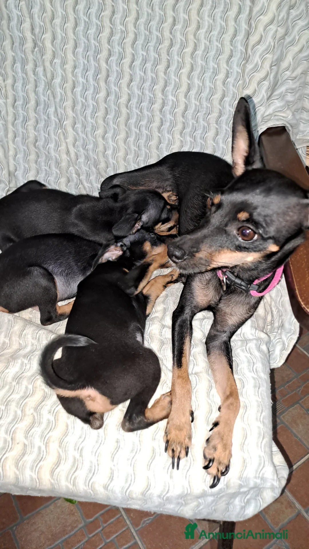 Pinscher Miniatura cani in vendita: Cane Pinscher a Libero consorzio comunale di Trapani - Annuncio 2