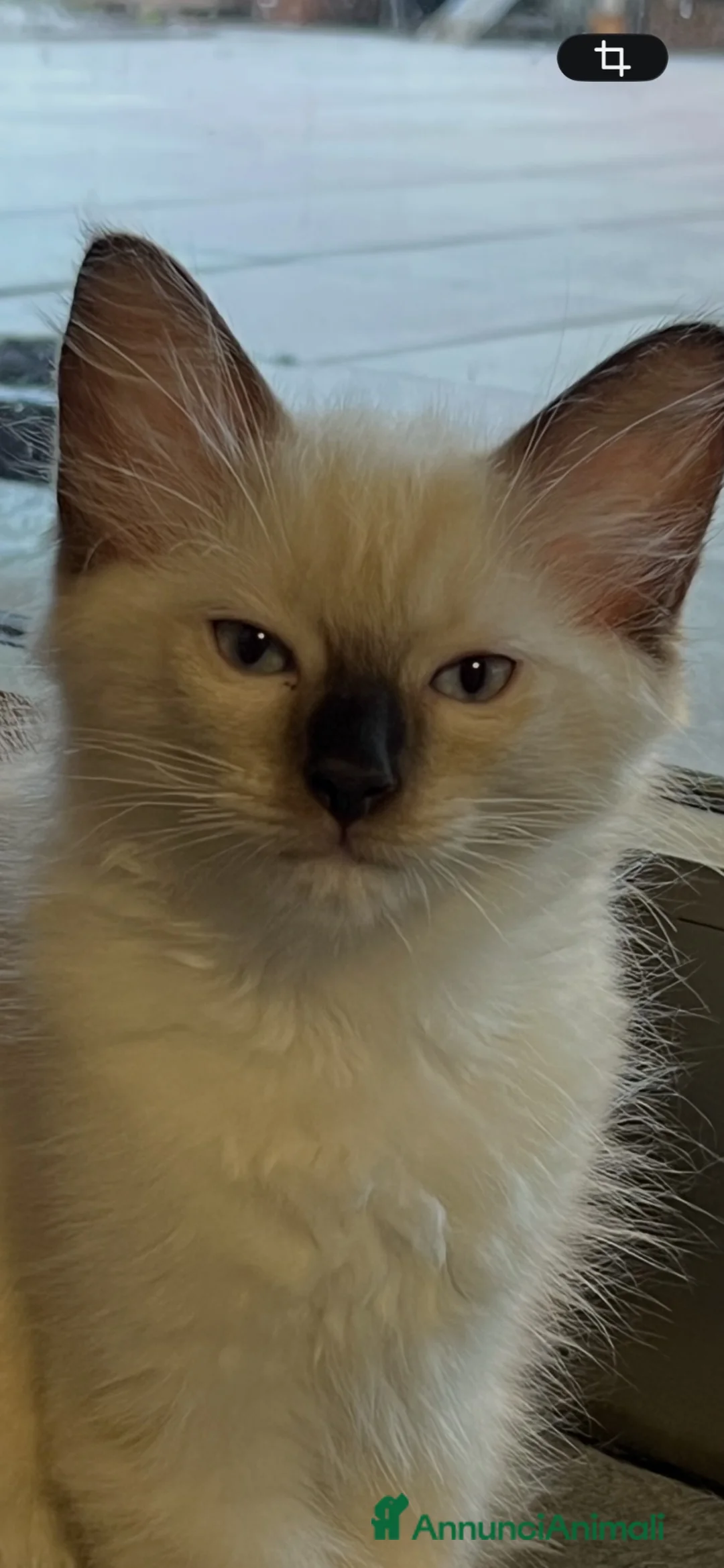 Ragdoll gatti in vendita: Gattini Ragdol  - Annuncio 2
