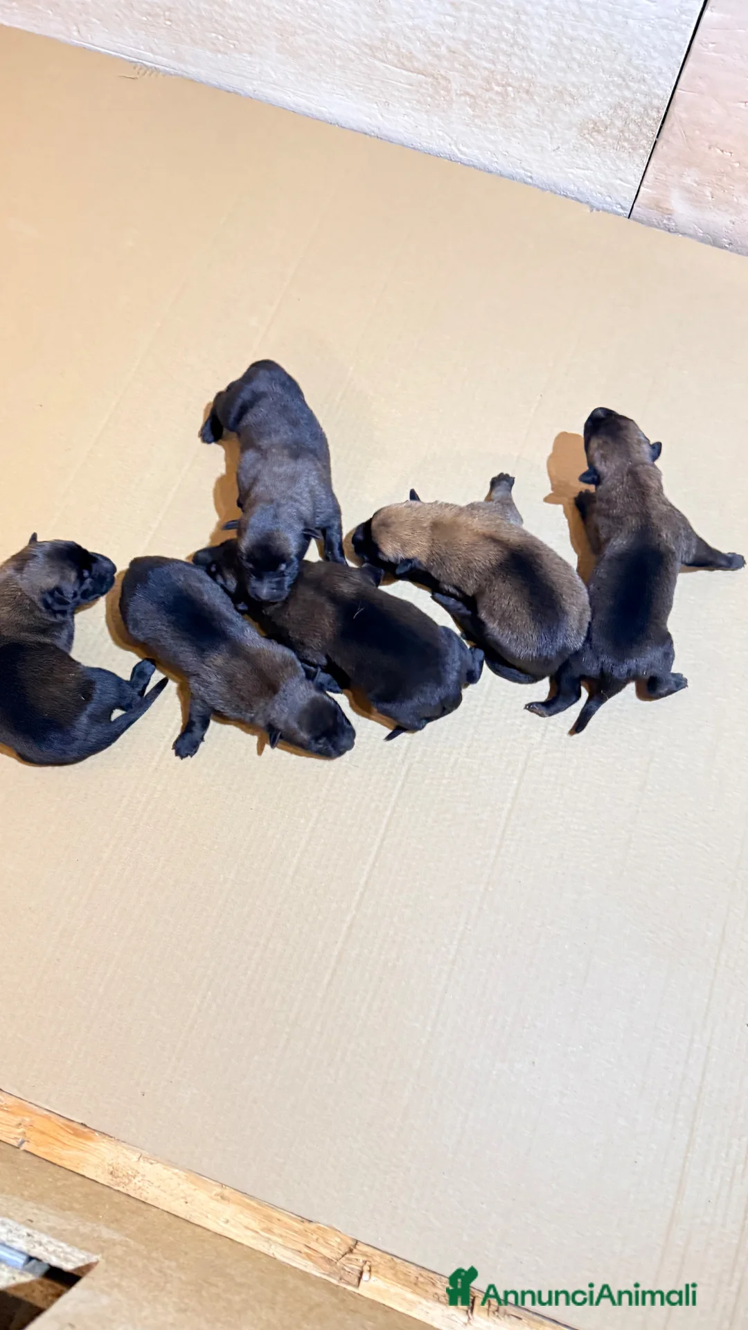 Pastore Belga cani in vendita: Malinois - Annuncio 6