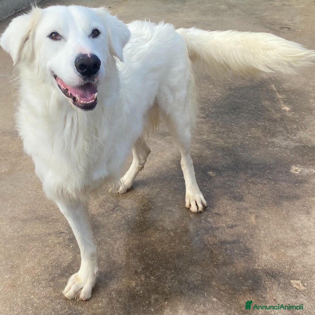 Meticcio cani in regalo: GHALI splendido cagnolino tripode in adozione - Annuncio 9