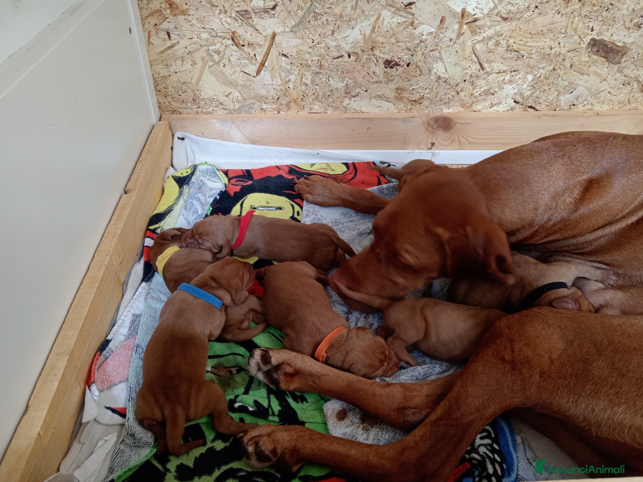 Vizsla cani Bracco ungherese  - Annuncio 1
