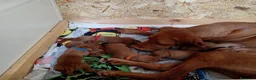 Vizsla cani in vendita: Bracco ungherese  a Provincia di Monza e della Brianza - Annuncio 1