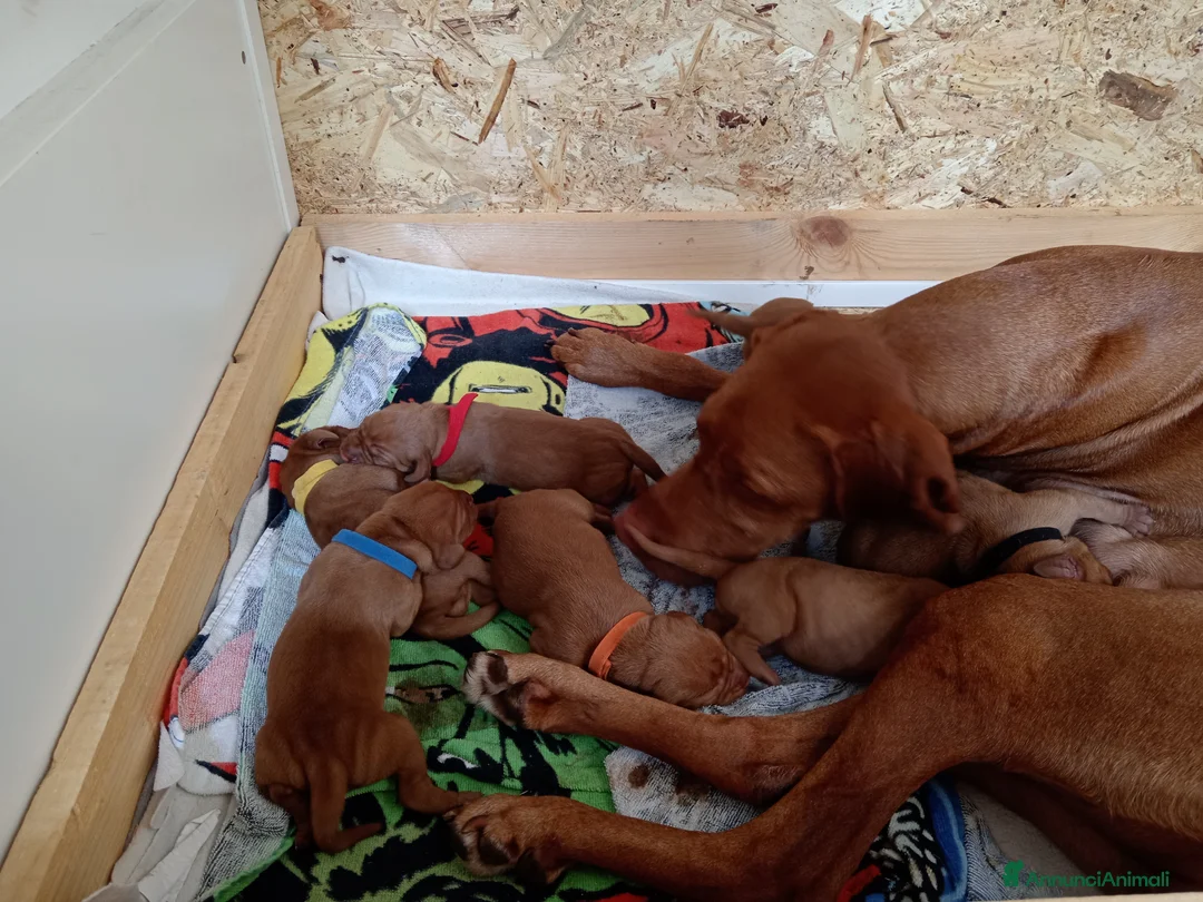 Vizsla cani in vendita: Bracco ungherese  a Provincia di Monza e della Brianza - Annuncio 1