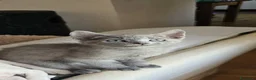 Sphynx gatti in vendita: Dolcissime cucciole - genitori Sphynx - Annuncio 5