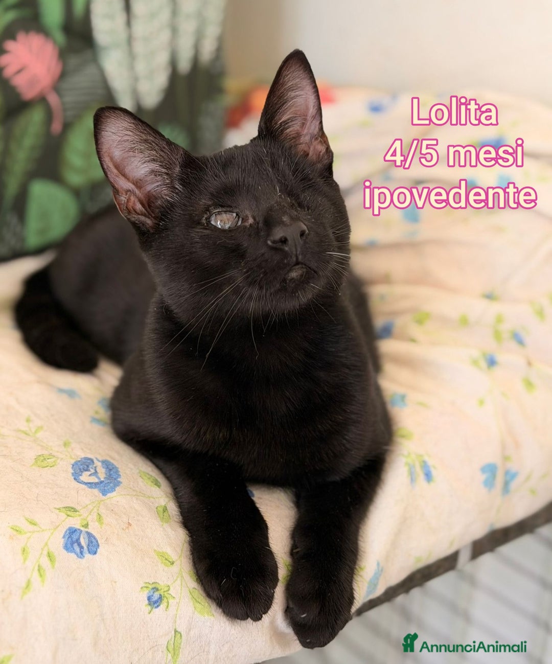 Europeo gatti in regalo: GATTINI ABBANDONATI: EMERGENZA  - Annuncio 12