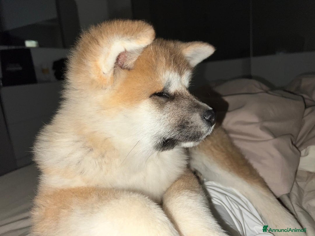 Akita Inu cani in vendita: Cuccioli di akita inu disponibili dal 23 dicembre  - Annuncio 9