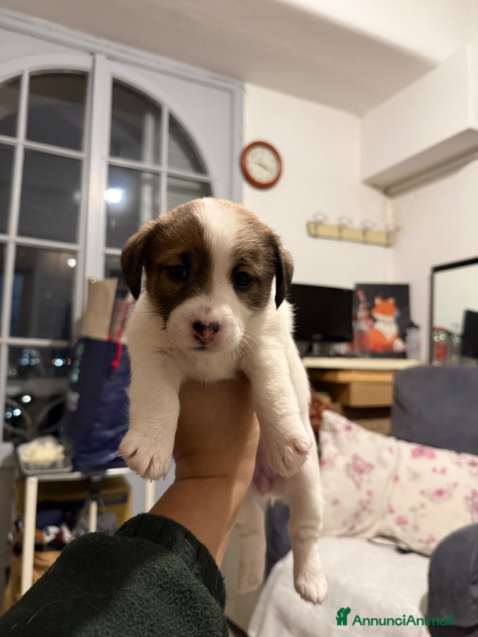 Jack Russell cani Cuccioli di jack Russell  - Annuncio 2