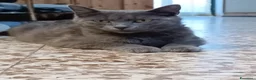 Meticcio gatti in vendita: Gattina grigia  - Annuncio 6