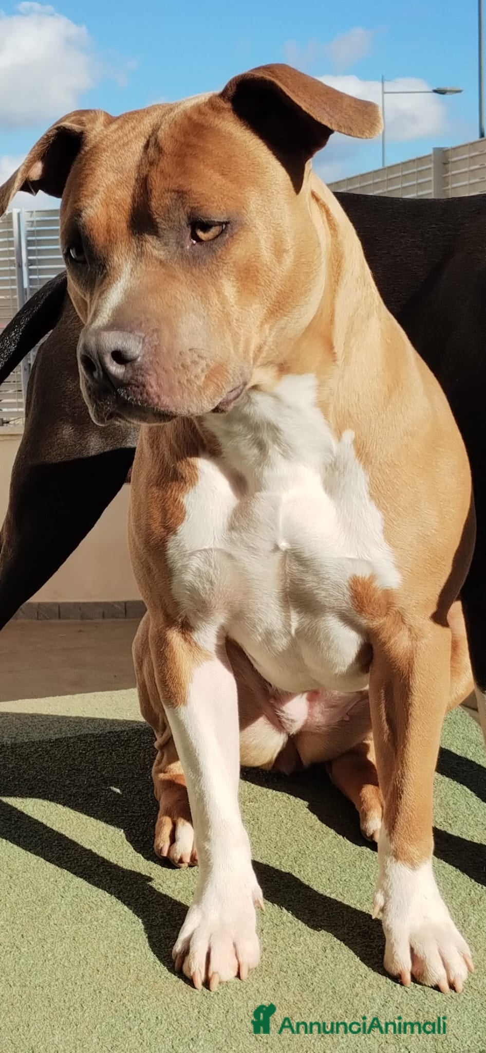 American Staffordshire cani Cuccioli Amstaff blue - Annuncio 1