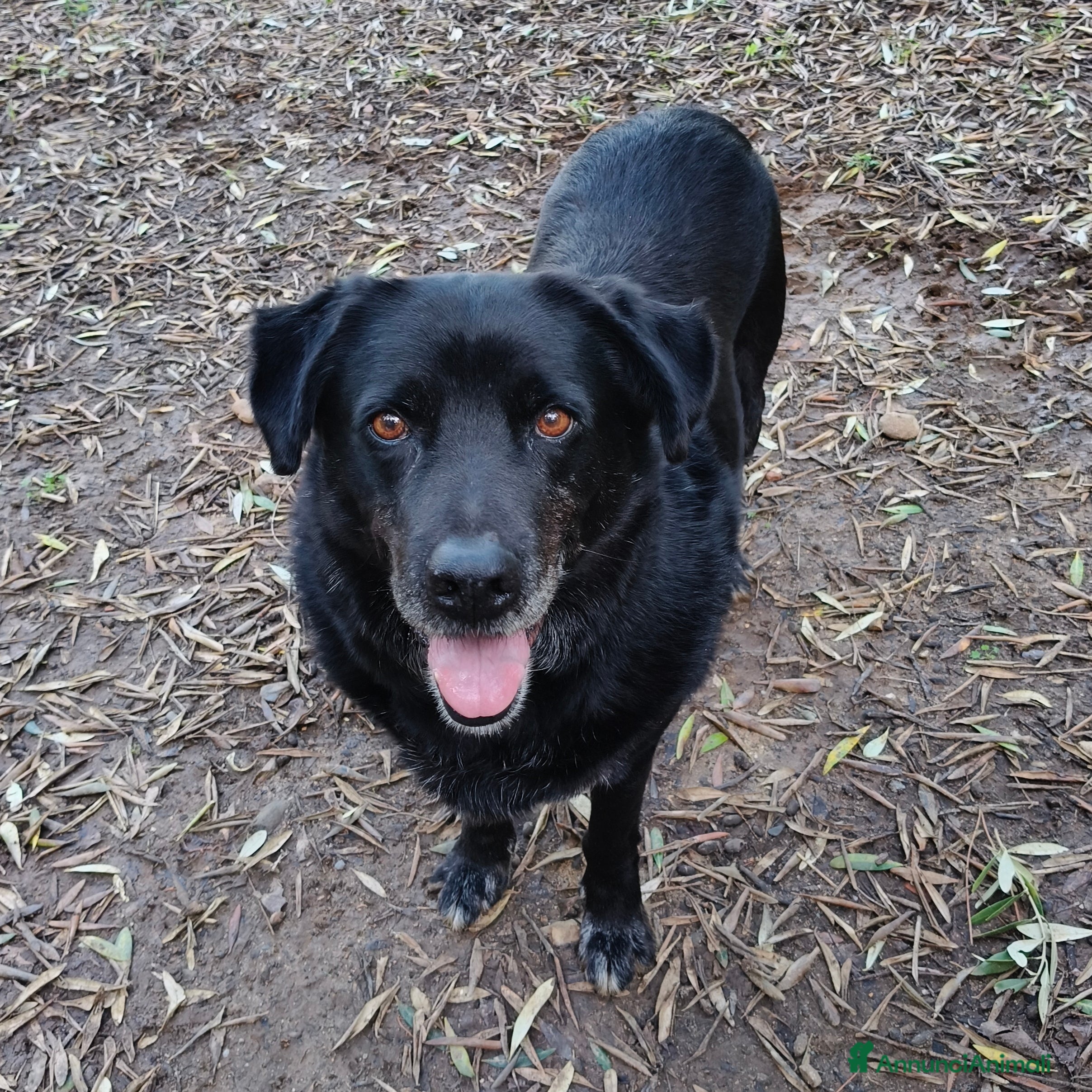 Meticcio cani in regalo: Bryan cerca casa 🏠 - Annuncio 2