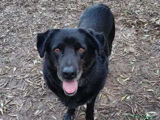 Meticcio cani in regalo: Bryan cerca casa 🏠 - Annuncio 2