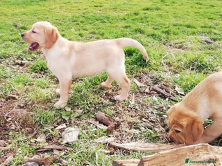 Labrador cani Labrador - Annuncio 7