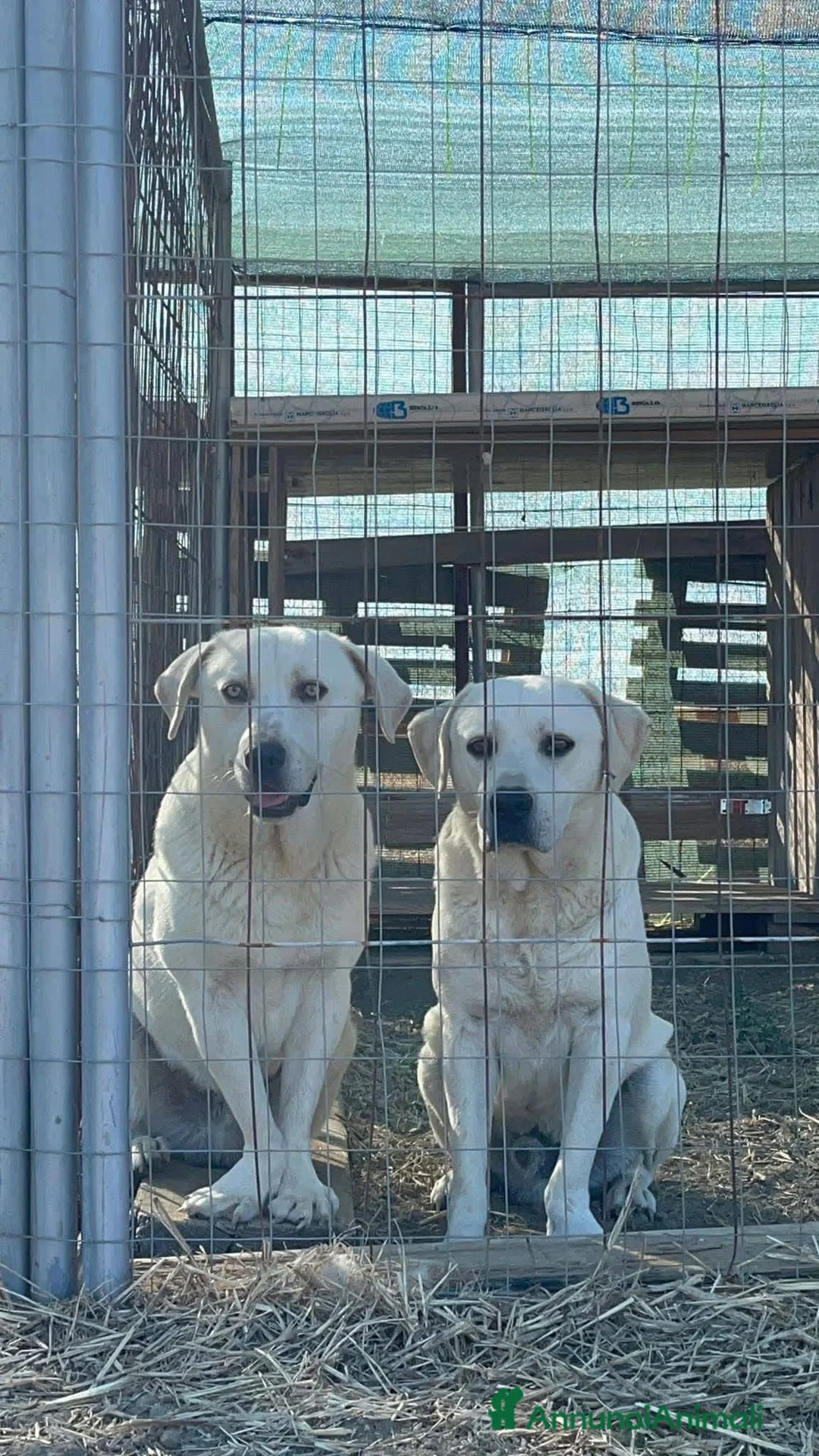Meticcio cani in regalo: Jerry e Alvin  - Annuncio 5