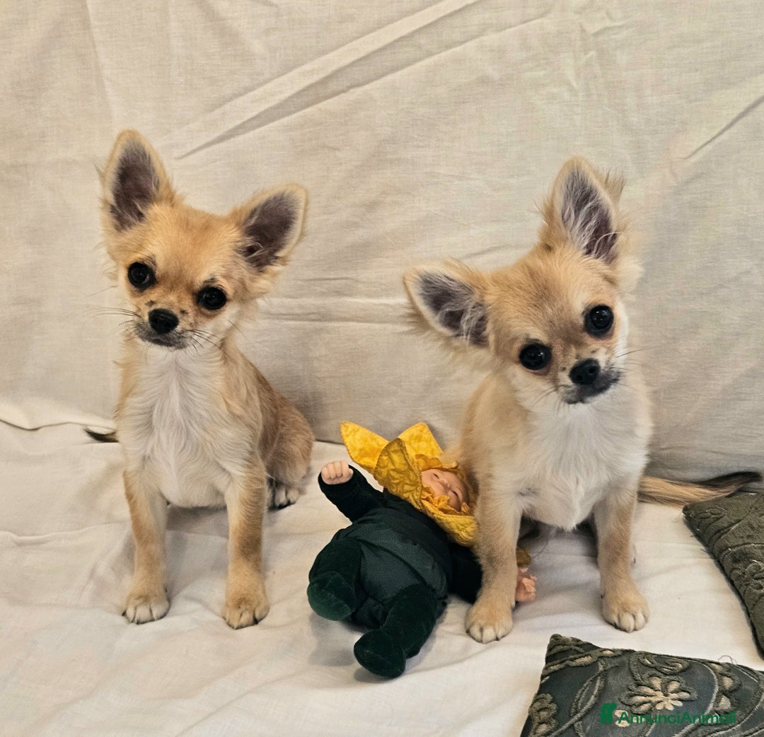 Chihuahua cani in vendita: Maschio e femmina chihuahua con Pedegree Enci  - Annuncio 5