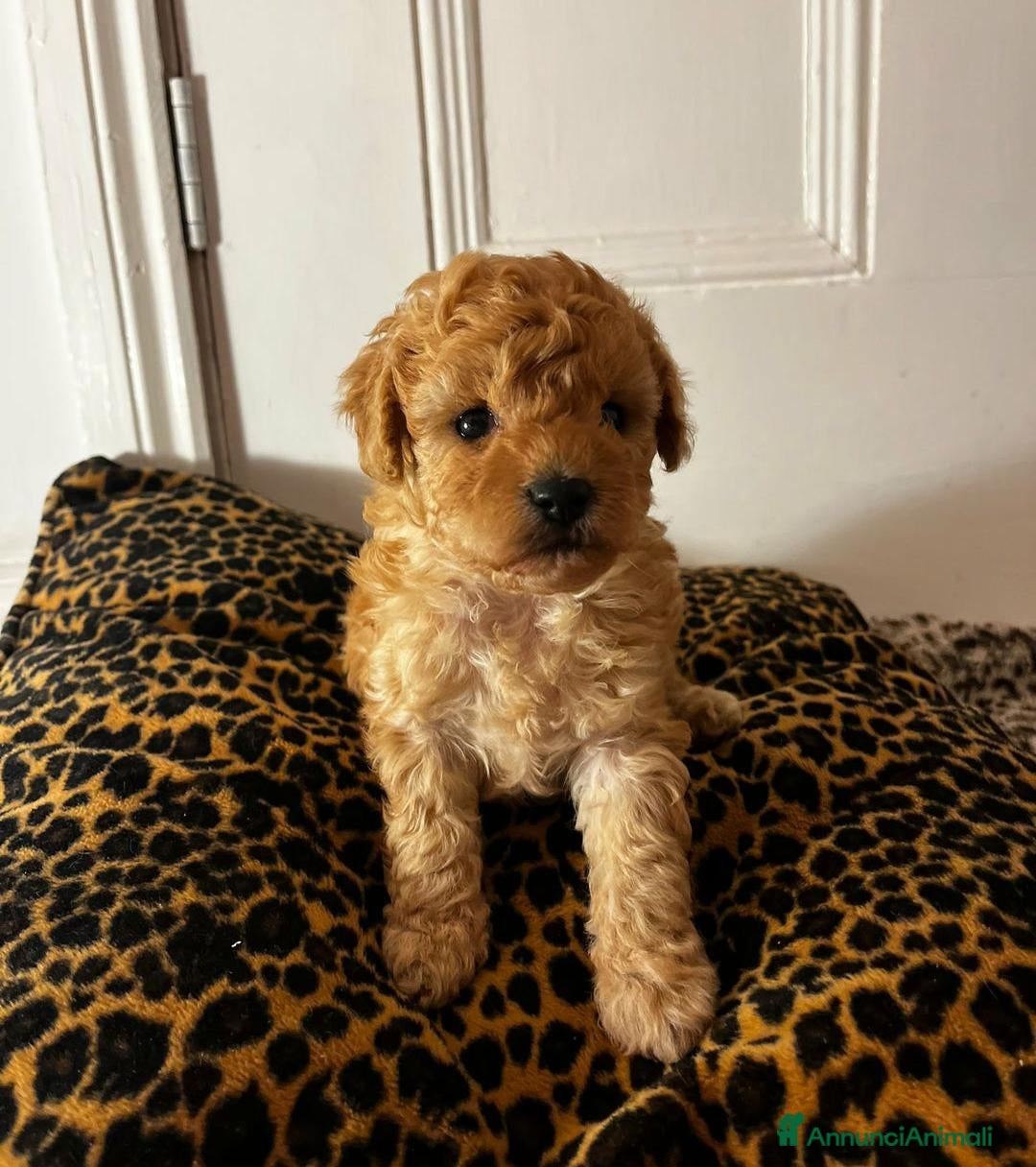 Meticcio cani in vendita: Adorabili cuccioli di Maltipoo - Annuncio 15