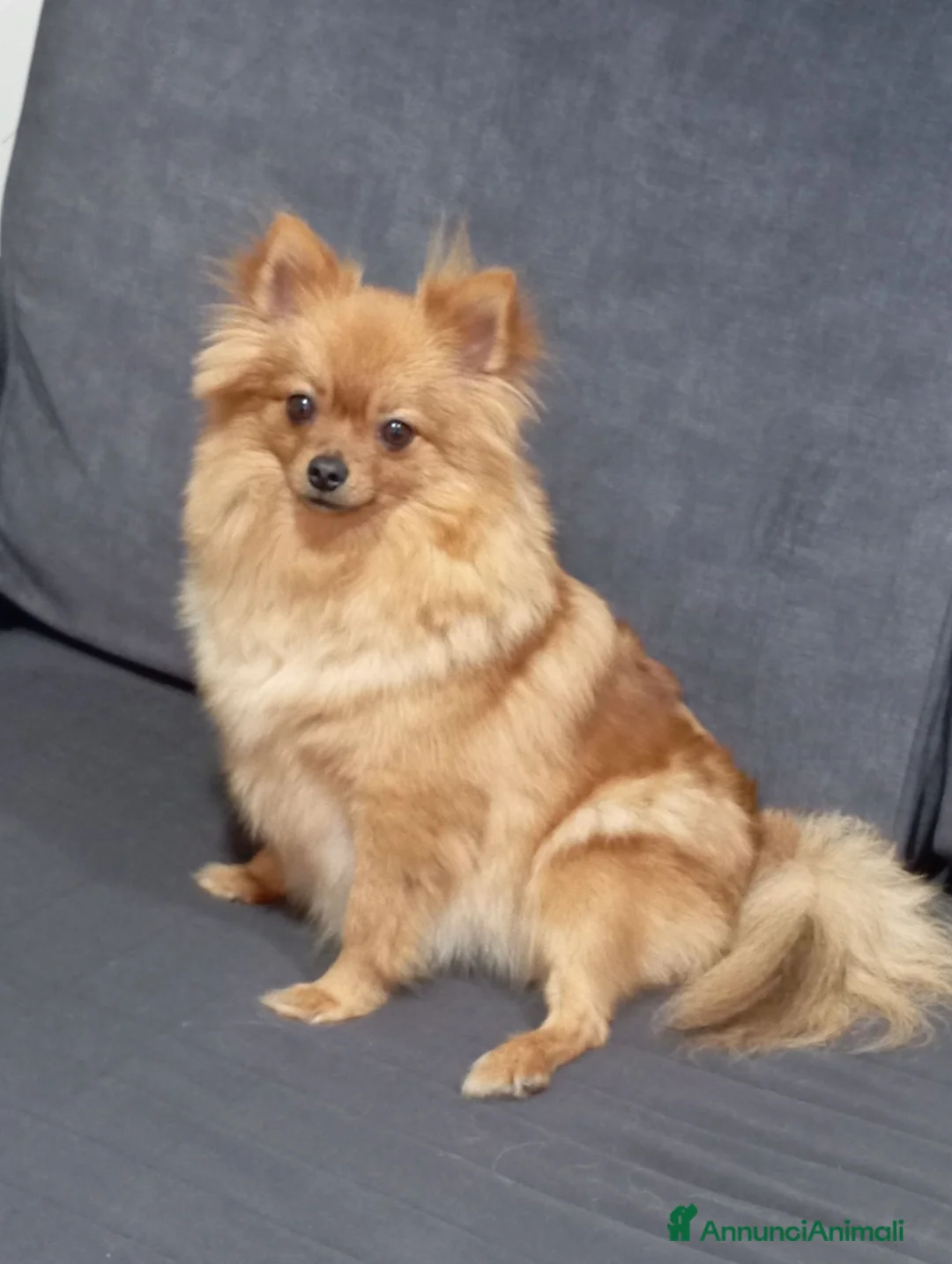 Volpino Pomerania cani in vendita: Cuccioli di Pomerania  a Provincia di Taranto - Annuncio 2