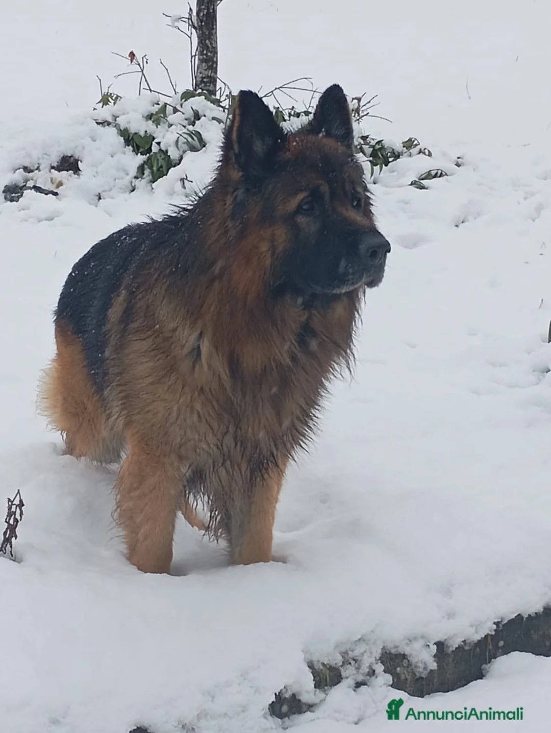 Pastore Tedesco cani per accoppiamento: Disponibile per monta  a Provincia di Avellino - Annuncio 3