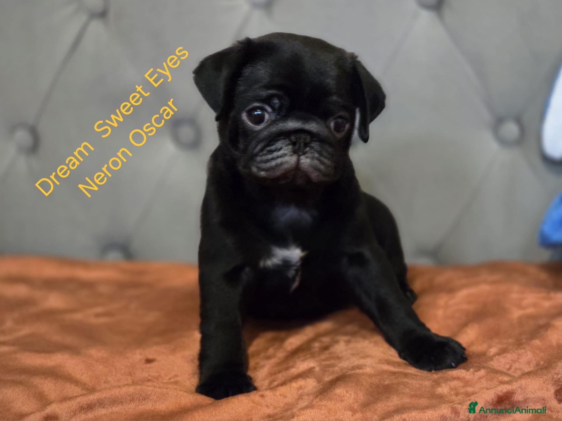 Carlino cani Cuccioli carlino con pedigree ENCI  - Annuncio 2