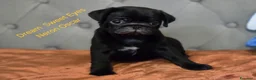 Carlino cani in vendita: Cuccioli carlino con pedigree ENCI  - Annuncio 2