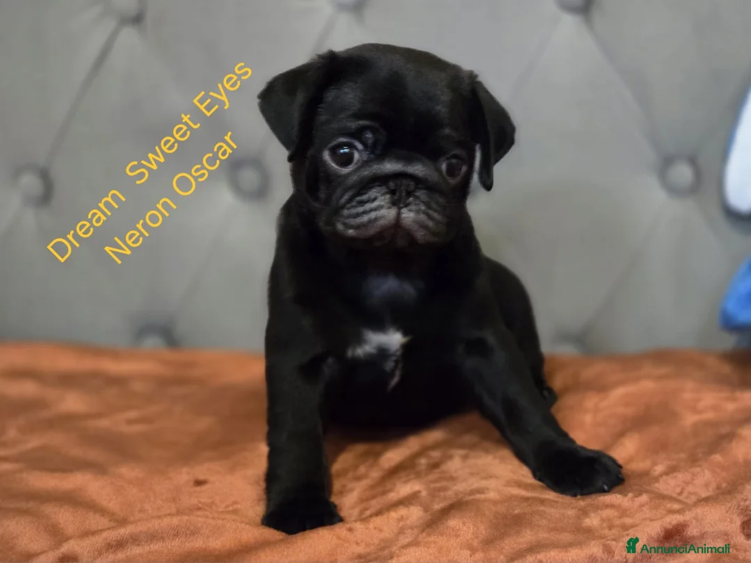 Carlino cani in vendita: Cuccioli carlino con pedigree ENCI  - Annuncio 2