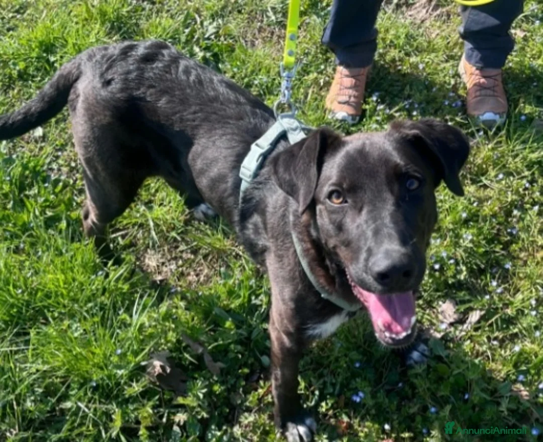 Meticcio cani in regalo: 18mesi tg media nero,in canile.MILANO SOS CASA - Annuncio 3